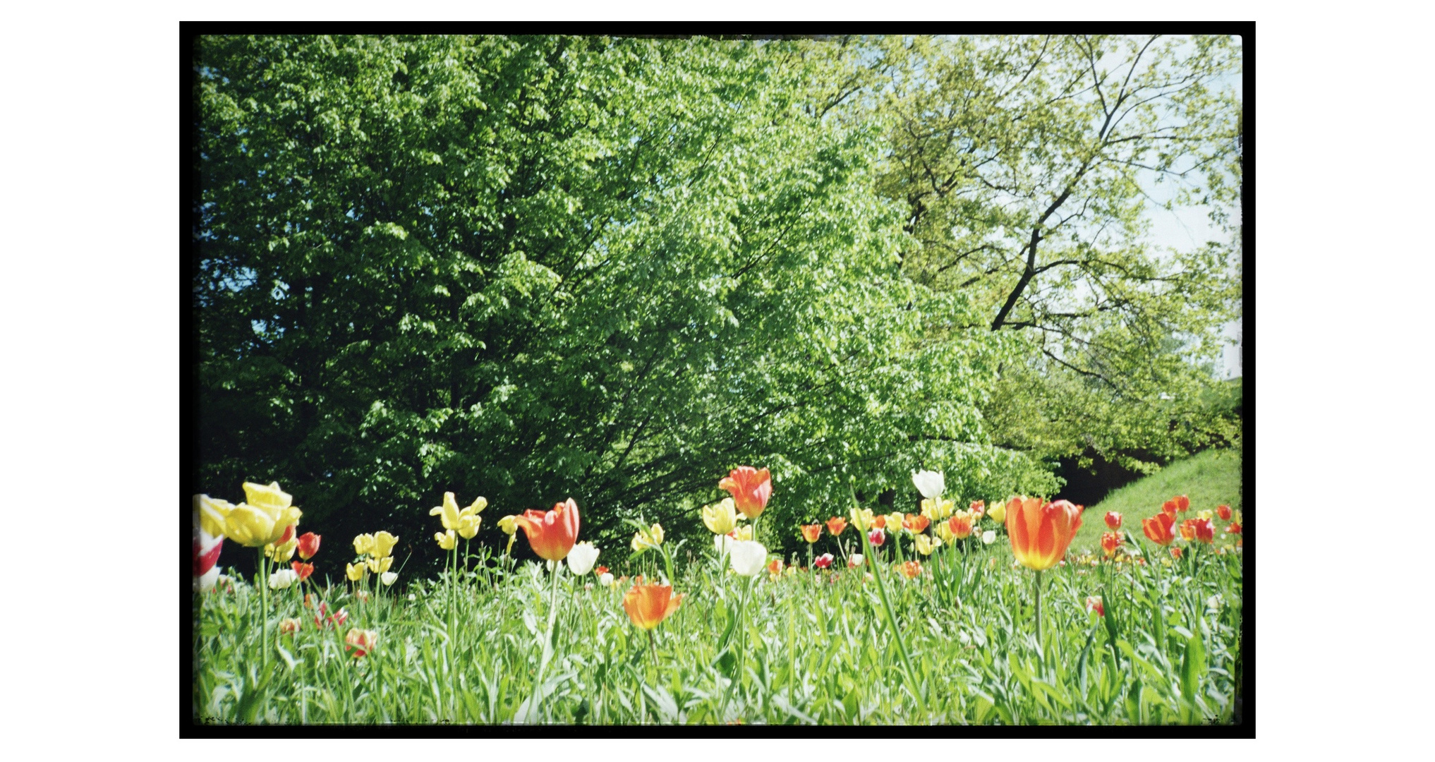 ParkTulpen (Analog)