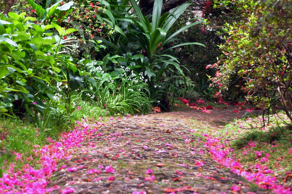 Parkweg im Tropengarten von Monte bei Funjal