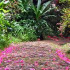 Parkweg im Tropengarten von Monte bei Funjal