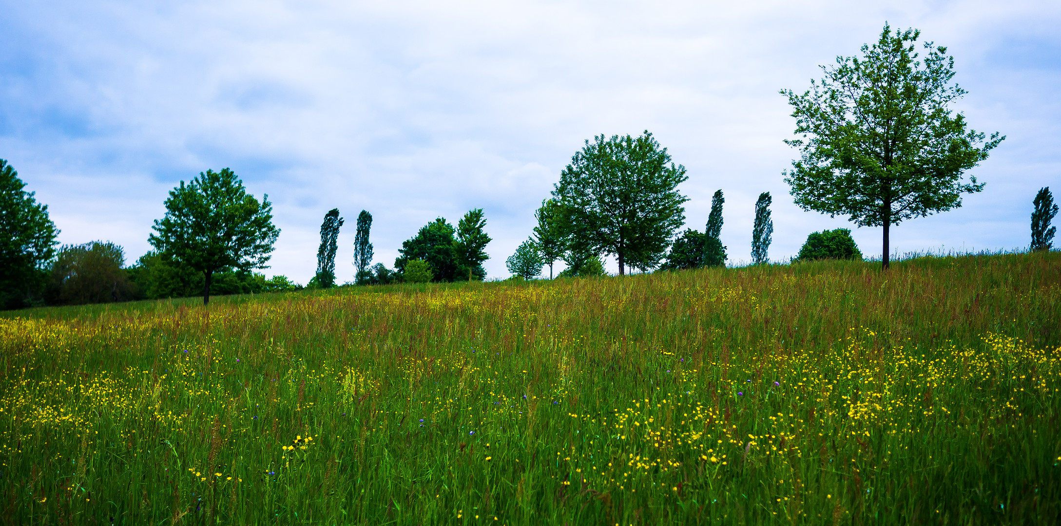 Parkwiese im Mai