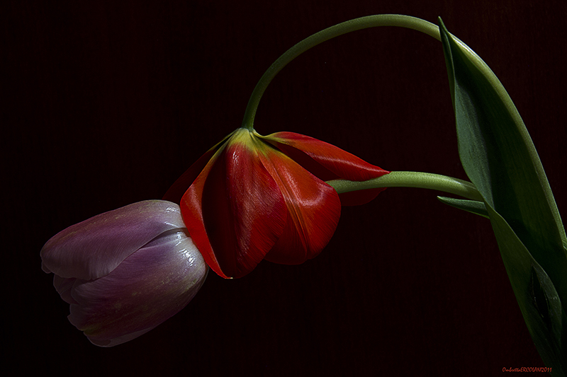 Parla con i fiori: Il bacio sul collo