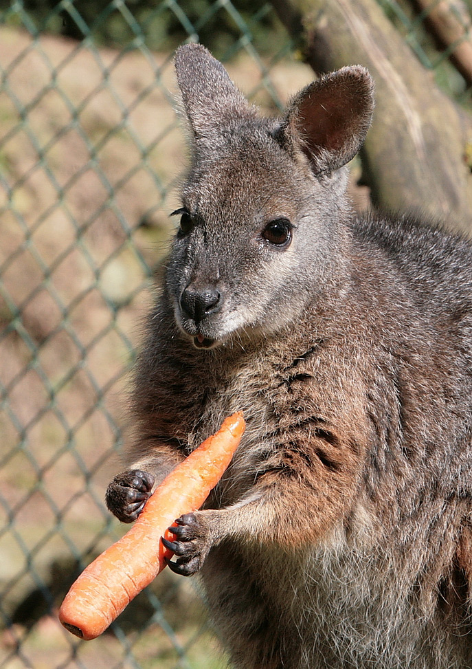 parma-wallaby