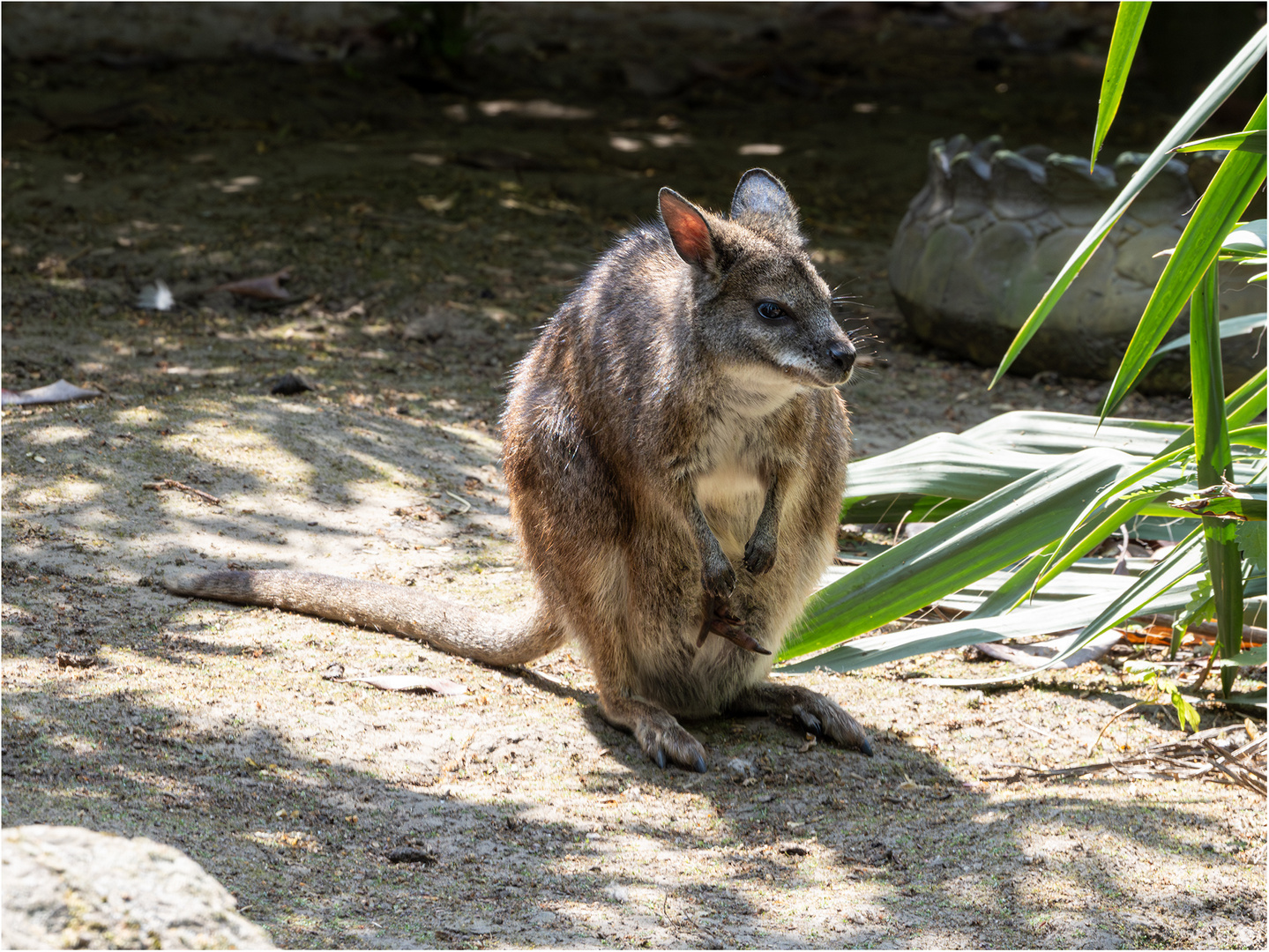 Parmakänguru