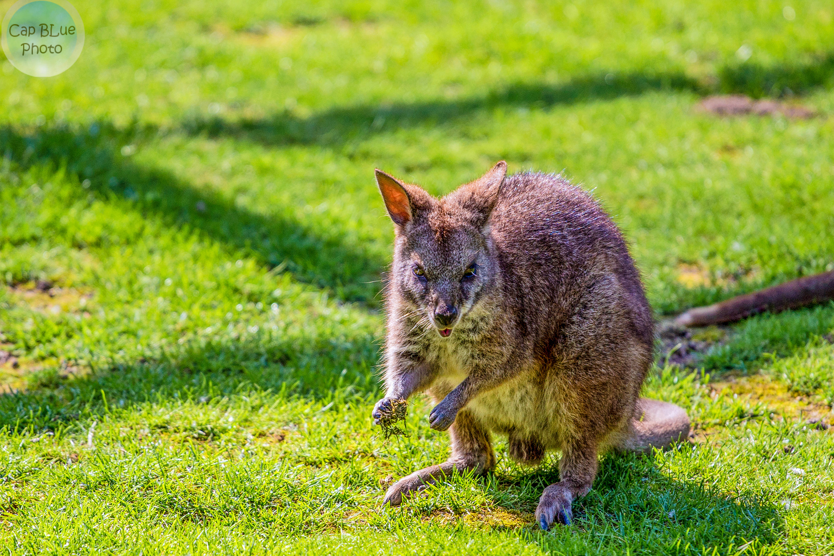 Parmakänguru (Macropus parma Parma Wallaby) im Wormser Tiergarten