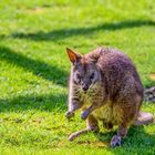 Parmakänguru (Macropus parma Parma Wallaby) im Wormser Tiergarten
