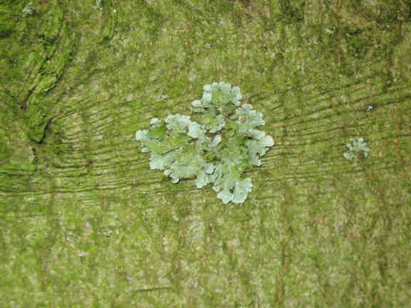 Parmelia tiliacea