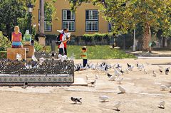 Parmi les pigeons et colombes