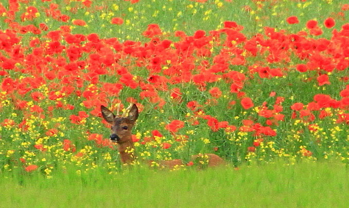 Parmis les coquelicots