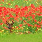 Parmis les coquelicots