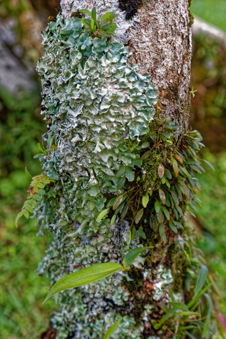 Parmotrema Lichen 