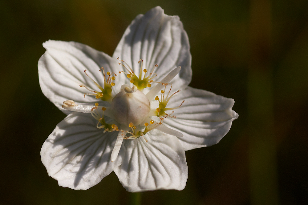 Parnassia