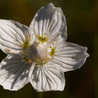 Parnassia