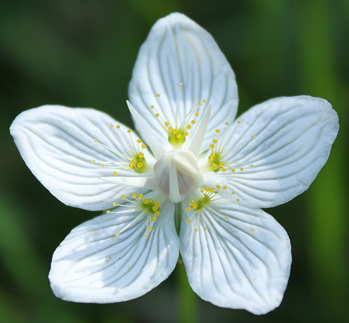 Parnassia palustris