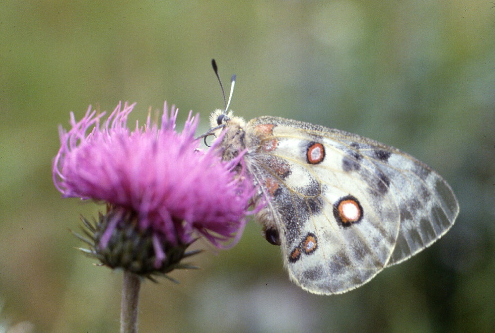 parnassio apollo