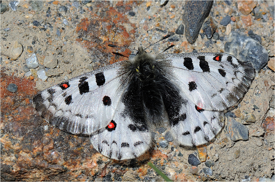 Parnassius actius Foto & Bild natur, insekten, tiere Bilder auf