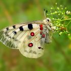 Parnassius apollo