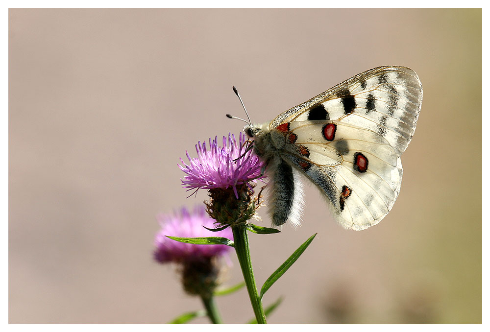 Parnassius apollo