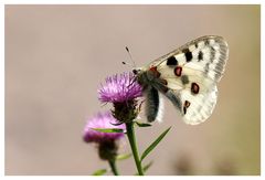 Parnassius apollo