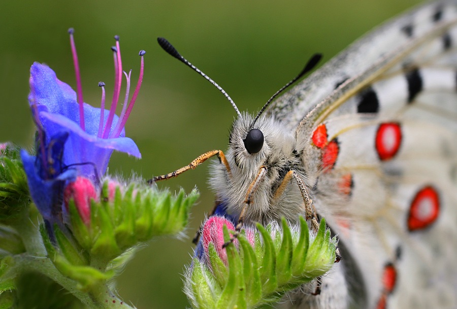 Parnassius apollo