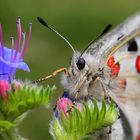 Parnassius apollo