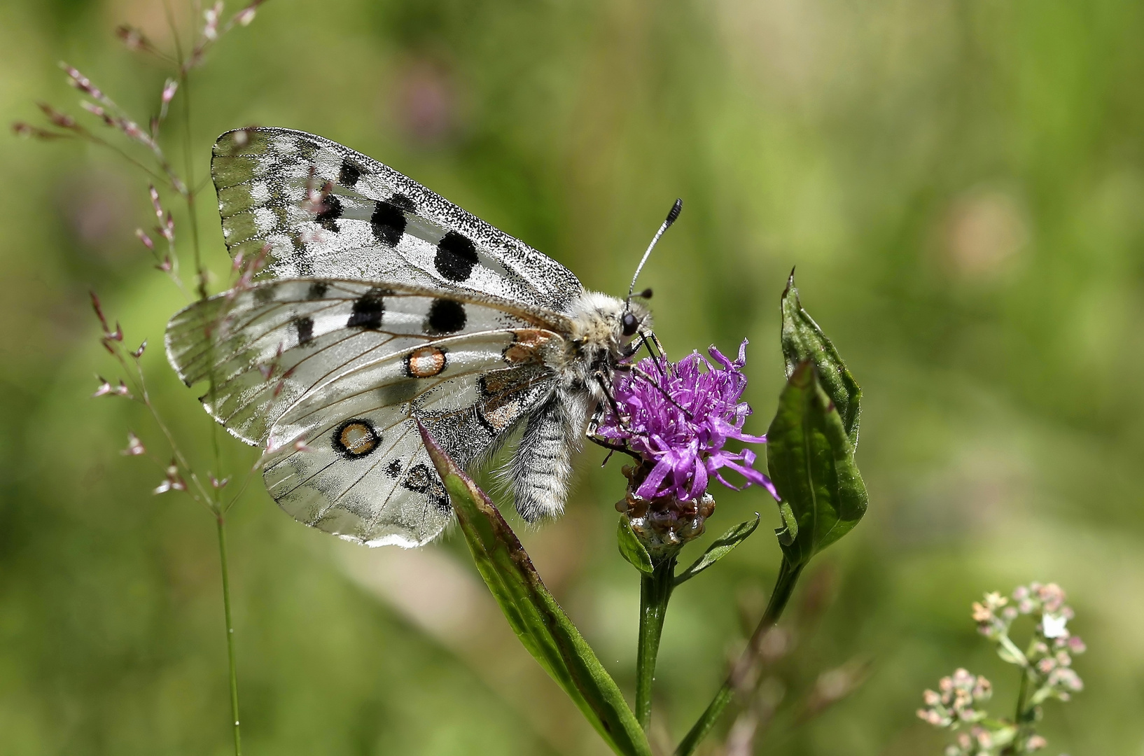 Parnassius apollo