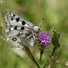 Parnassius apollo