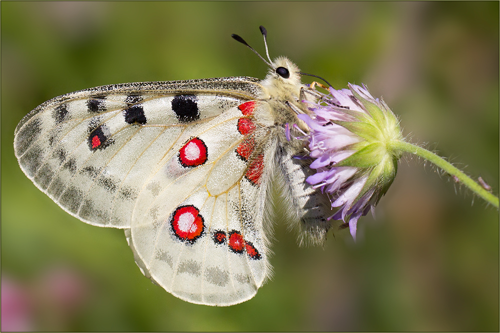 Parnassius Apollo (2)