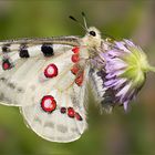 Parnassius Apollo (2)