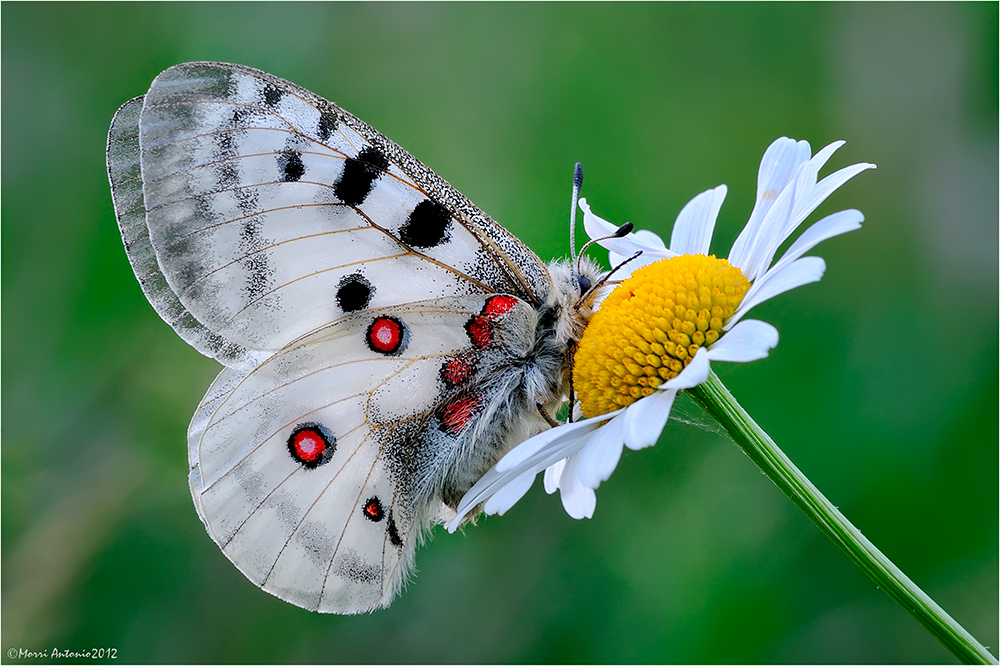 Parnassius apollo (2)