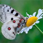 Parnassius apollo (2)