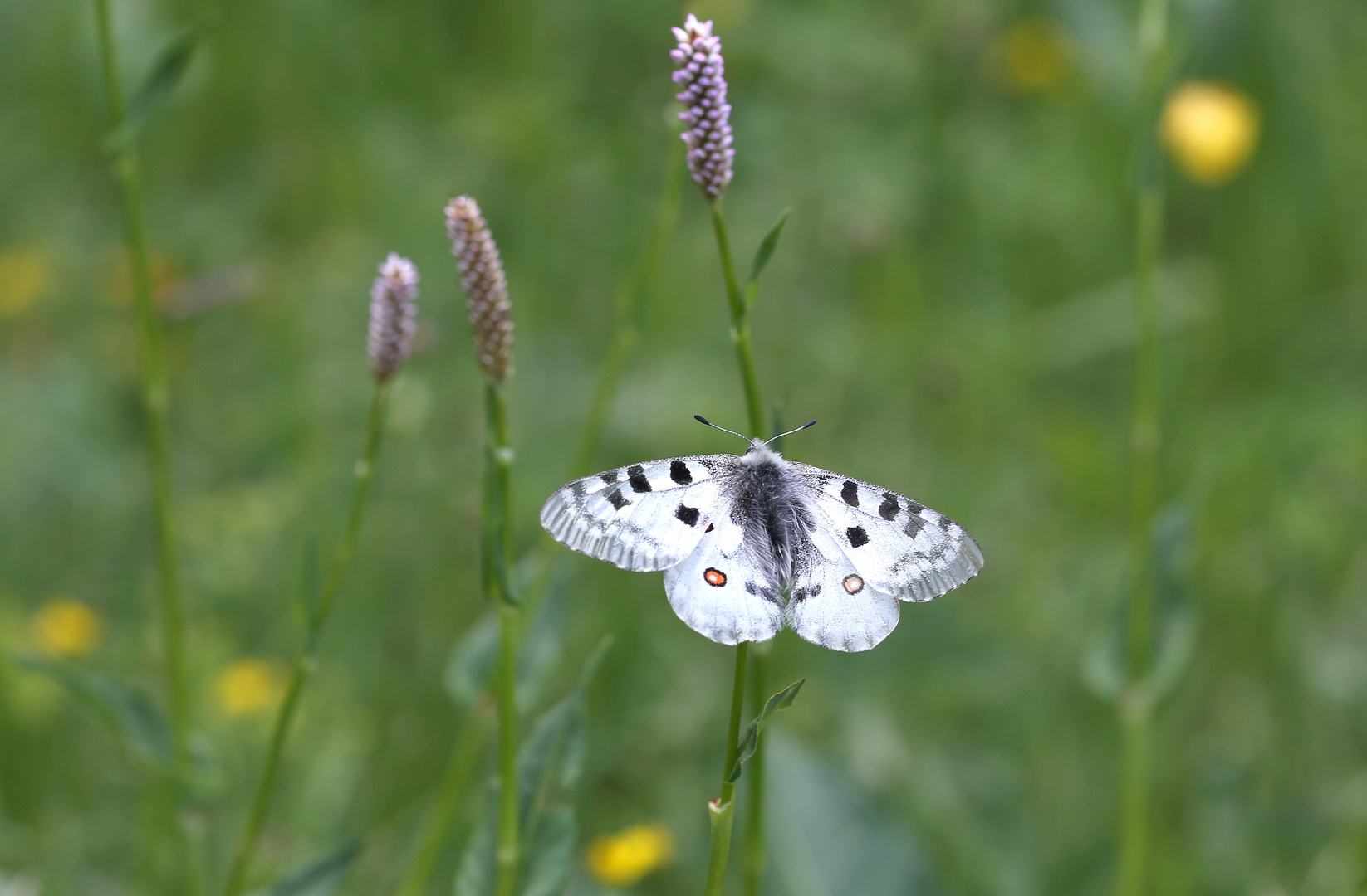 Parnassius apollo