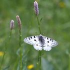 Parnassius apollo