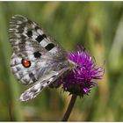 Parnassius apollo