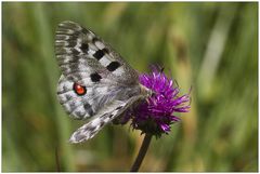 Parnassius apollo