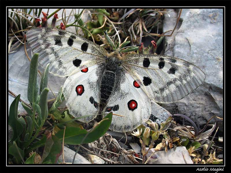 Parnassius apollo