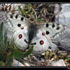 Parnassius apollo