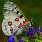 Parnassius apollo