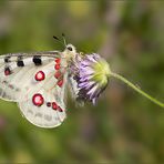 Parnassius apollo