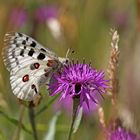 Parnassius apollo