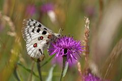 Parnassius apollo