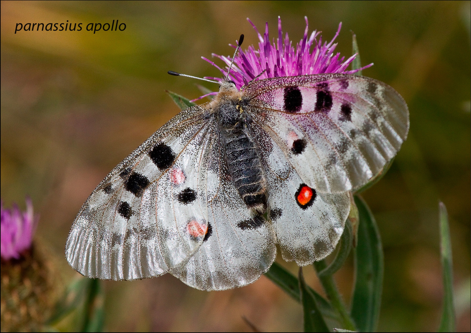 Parnassius apollo