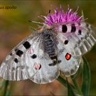 Parnassius apollo