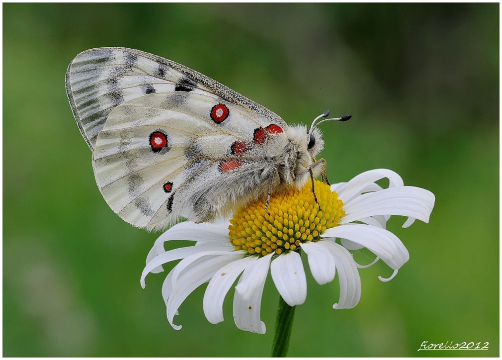 Parnassius apollo