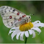 Parnassius apollo