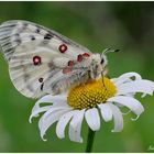 Parnassius apollo