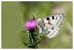 Parnassius apollo