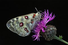 Parnassius Apollo