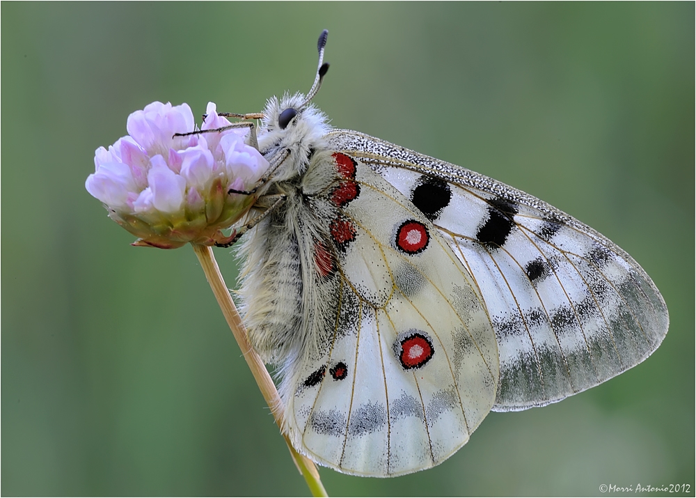 Parnassius apollo