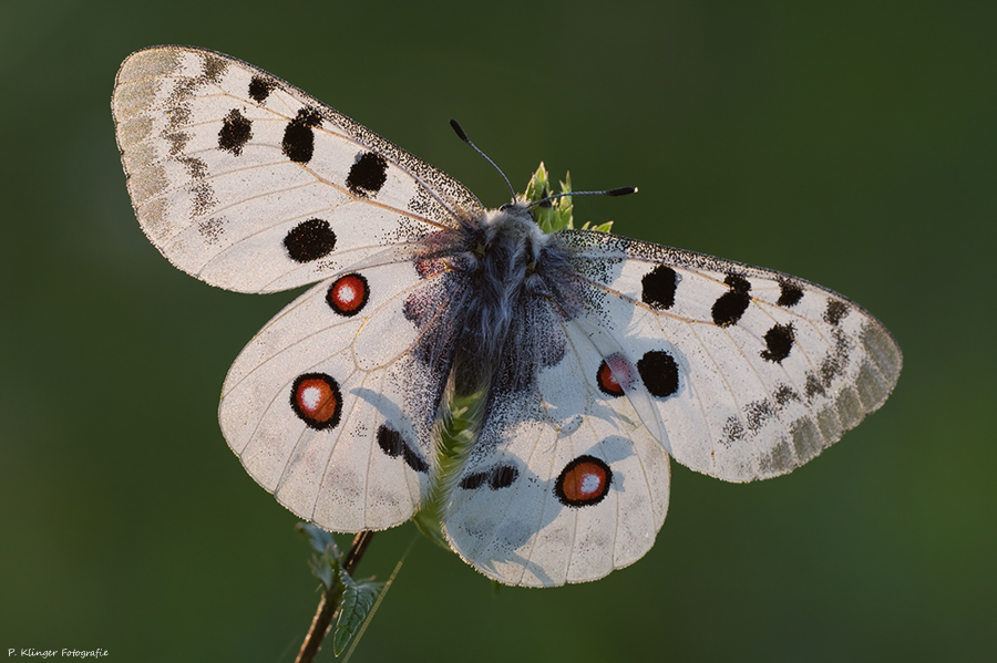 Parnassius apollo