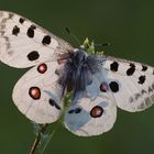 Parnassius apollo